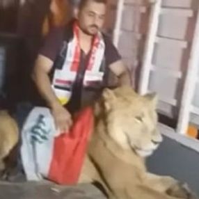 Iraklı protestocular köpeklere karşı aslanla meydan okudu