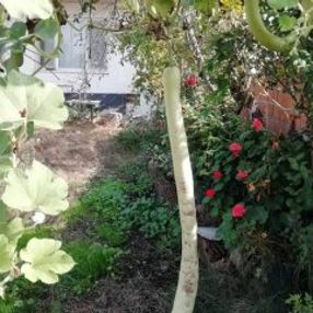 Çanakkale'de 1 metrelik kabak görenleri şaşkına çeviriyor