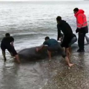 Antalya'da sahile vuran balina kurtarıldı
