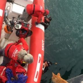 Aydın'da denize düşen yavru kediyi AKUT kurtardı