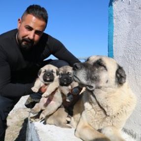 Siirt'teki yavru kangallar vatani görev için hazır
