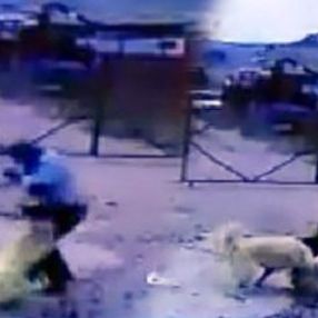 Kendisine saldıran köpeğe taş attı, başka köpek kurtardı