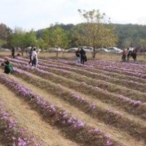 Milli bitki safranda hasat zamanı