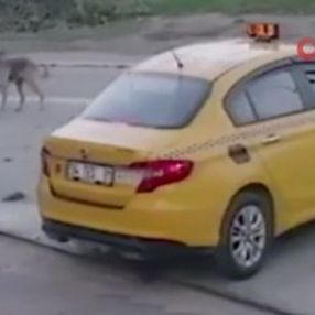 Esenyurt'ta yavru köpeği ezen taksici işten çıkarıldı