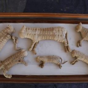 Mısır'da kedi mumyası bulundu