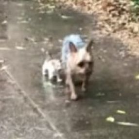 ABD'de yağmurda ıslanan kediye sahip çıkan köpek