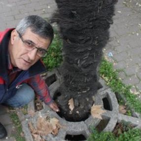 Palmiyeler zarar görmesin diye betona delik açıldı