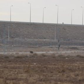 Kayseri'de domuzdan kaçanlar direğe çıktı