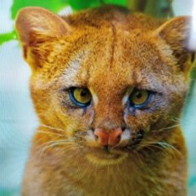 Anneleri ölen hayvanların puma olduğunu öğrendi