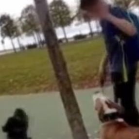 Bir maganda kediyi köpeklerin önüne attı