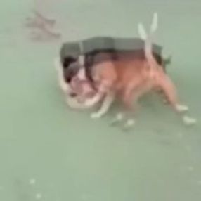 Kediyi köpeklere parçalatan şahıslar yakalandı