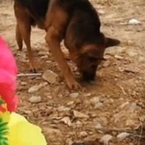 Sahibi ölen köpeğin sevgisi