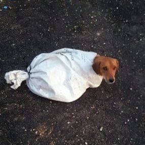 Osmaniye'de hamile köpeği çuvala koyup attılar