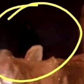 Fotoğrafa yansıyan silüet korkuttu