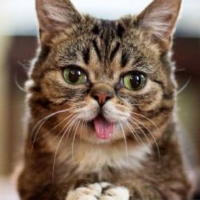 İnternet fenomeni kedi Lil Bub öldü