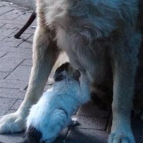 Annesinin dışladığı yavru kediyi köpek sahiplendi