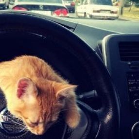 Ukrayna’da taksinin muavini kedi