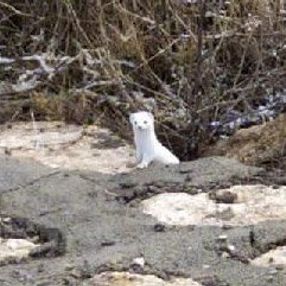 Sivas'ta nadir görülen beyaz gelincik, objektife takıldı