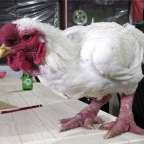 Çorbası 350 dolar olan Ejderha tavuğu