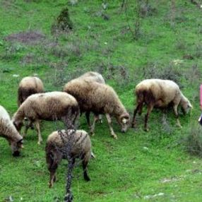 Muğlalı minik Melike hayvanları otlatırken ders çalışıyor