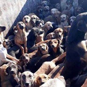 Onlarca sokak köpeğini kamyona doldurdular