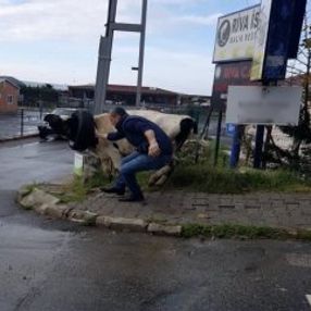 İneğin kafasına lastik taktılar