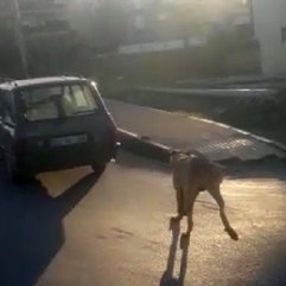 Köpeği otomobile bağlayıp, koşturdu