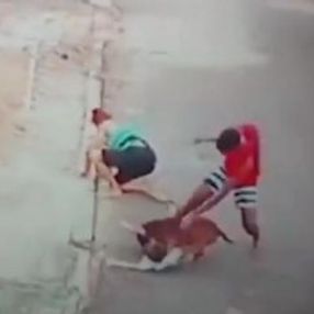 Brezilya'da pitbull, 4 yaşındaki çocuğa saldırdı