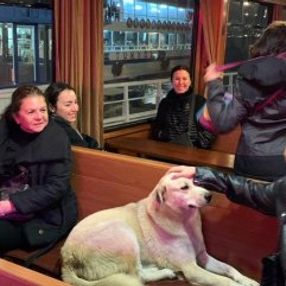 Kadıköy'den Beşiktaş'a motorla geçen köpek