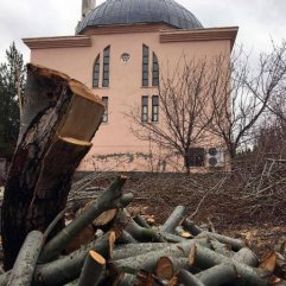 Tayini çıkan imam ağaçları da beraberinde götürdü