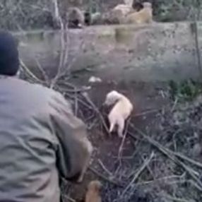 Yavrusu için yardım isteyen anne köpek