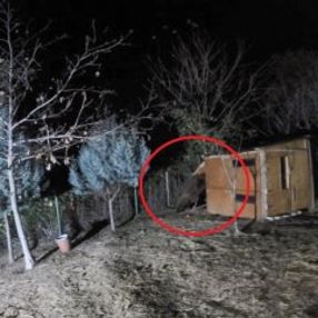 Aç kalan ayı koyunları yedi