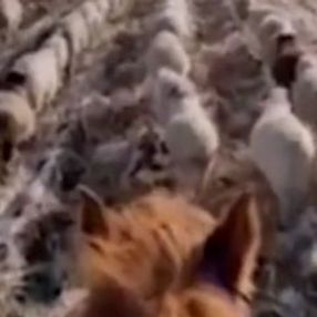 Askeri düzende yürüyen koyun sürüsü