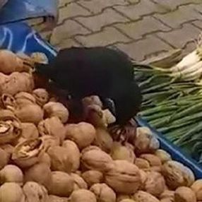 Pazar tezgahındaki cevizlere dadanan karga