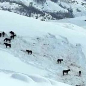 Hakkari’de ölüme terk edilen at sürüsü