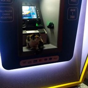 ATM'ye sığınan kedi