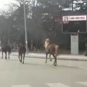 Aracına bağladığı atları sürükledi