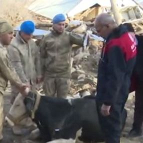 Depremden etkilenen hayvanlara da yardım gitti