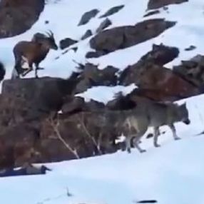 Erzincan'da kurtların arasında gezen yaban keçisi