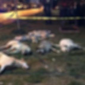 Sokak köpeklerini zehirleyen 3 kişiye 10 yıl hapis