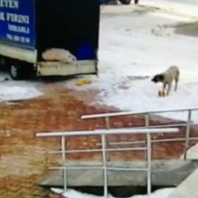 Kamyonetten ekmek alan sevimli köpek