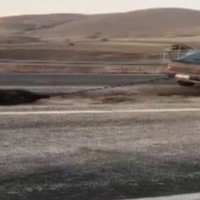 Ölü domuzu otomobiliyle metrelerce sürükledi