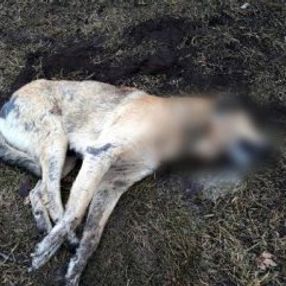 Ankara'da 20 sokak hayvanı zehirlenerek öldürüldü
