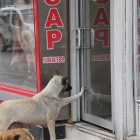 Aç kaldıkça kasaba gidip et isteyen köpek