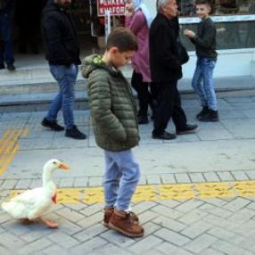 Caddede sahibinin arkasından yürüyen ördek