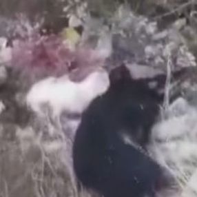 Uşak'ta çöplükte 21 köpek ölü bulundu