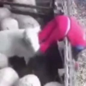 Çiftçinin açığını kollayıp intikam alan koyun