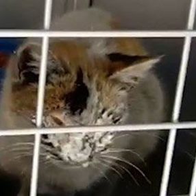 Elazığ'da enkaz altındaki kedi, 12 gün sonra kurtarıldı