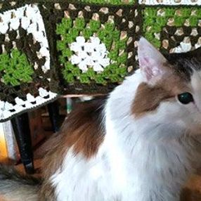 Kedi, uyuyan sahibini ısırarak yangından kurtardı