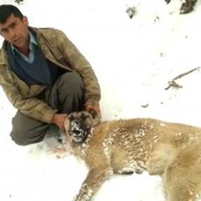Kahramanmaraş'ta köpek ve vahşi hayvanlar zehirlendi